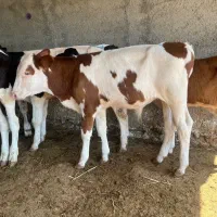 فروش گوساله سیمینتال ترکمن