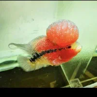 غذا ماهی فلاور و گوشت خوار