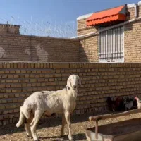 بره قوچ بروجردی خال سیاه