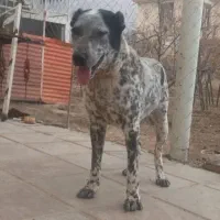 سگ فروش فوری