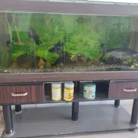 آکواریوم|ماهی|اردبیل, |دیوار