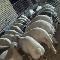 بره نر و ماده چاق