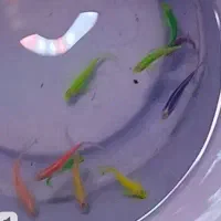 فروش ماهی زینتی|ماهی|دهلران, |دیوار