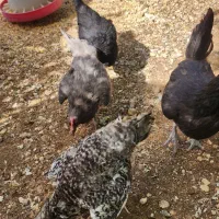 مرغ و خروس محلی تخم گذار