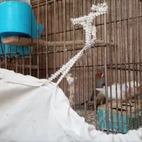 یک جفت فنچ بالغ که ماده 3تا تخم با قفس و لونه