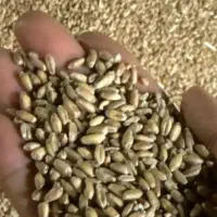 گندم درجه یک برداشت امروز صبح دانه درشت