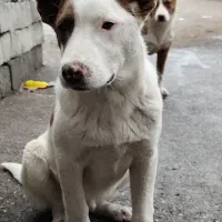 سگ پیت بول|سگ|هشترود, |دیوار