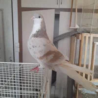 ساده هفت رنگ  کرواتی دمسفید