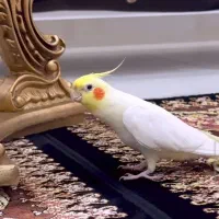 جفت عروس هلندی