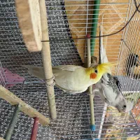 جفت عروس هلندی (دستی و سخنگو)