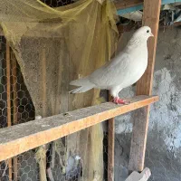 کبوتر پرشی|پرنده|قائمشهر, |دیوار