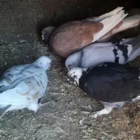 کفتر پرشی|پرنده|فیروزه, |دیوار