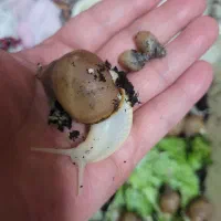 حلزون آچاتینا