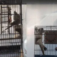 عروس هلندی آلبینو خالص