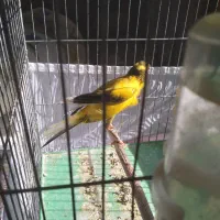 قناری ماده اماده بلند|پرنده|رودهن, |دیوار