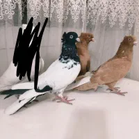 کبوتر|پرنده|اصفهان, حصه جنوبی|دیوار