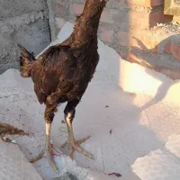 جوجه لاری