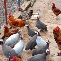 مرغ شاخدار|حیوانات مزرعه|رحیمآباد, |دیوار