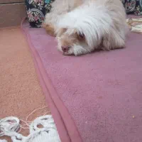 حیوانات خانگی