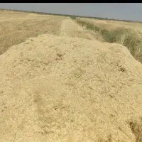 کاه
