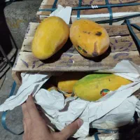 انبه درجه یک لوکس