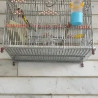 سهره|پرنده|آباده, |دیوار