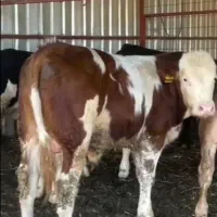 تعداد زیادی گوساله سیمیتال نر