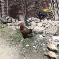 یک خروس زیبا و دورگه