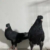 سینه ای|پرنده|اهواز, پادادشهر|دیوار