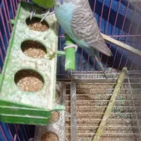 مرغ عشق|پرنده|خوی, |دیوار