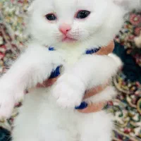 گربه پرشین،اسکاتیش