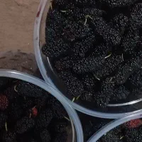 توت تازه چینش امروز شیرین شاه توت ارگانیک تمشکی