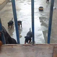 توله دوبرمن اصیل