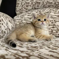 واگذاری گربه بریتیش|گربه|تبریز, |دیوار