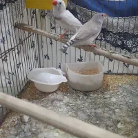 فنج نرو ماده کینگ نر لوپ سیاه کاکل معاوضه با کفتر|پرنده|قرچک, میرزائی شمالی|دیوار