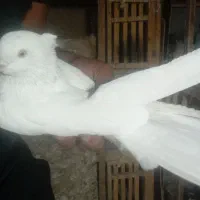 کفتر یا کبوتر