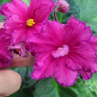 بنفشه آفریقایی گلدار در رنگ بندی متنوع.قلمه گیاهچه|گل و گیاه طبیعی|تهران, استاد معین|دیوار