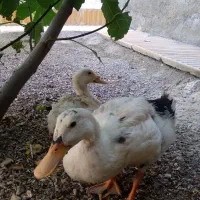 حیوان.پرنده