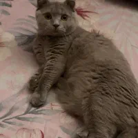 واگذاری گربه اسکاتیش فولد|گربه|مشهد, هنرور|دیوار