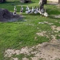 غاز محلی و نمایی|حیوانات مزرعه|گوراب زرمیخ, |دیوار