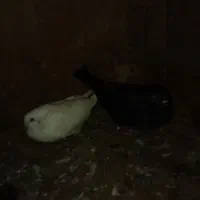 پنج عدد کبوتر آس|پرنده|لنگرود, |دیوار