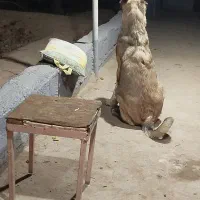 توله سگ سرابی|سگ|مراغه, |دیوار