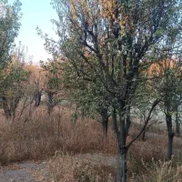 باغ|فروش خانه و ویلا|محمدشهر, عباس آباد|دیوار