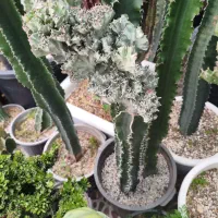 گل گیاه کاکتوس