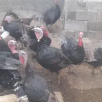 فروش بوقلمون|حیوانات مزرعه|شیراز, سعدیه شمالی|دیوار