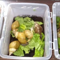 حلزون بالغ وتخم گذار.|خزنده|گلبهار, شهر جدید گلبهار|دیوار