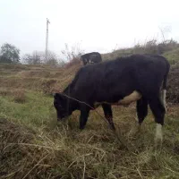 گاو نر|حیوانات مزرعه|رانکوه, |دیوار