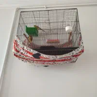 یک جفت قناری