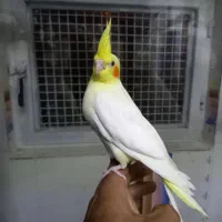 جوجه عروس و مرغ عشق جوانه|پرنده|قائن, |دیوار