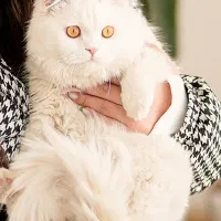 گربه|گربه|شاهرود, |دیوار